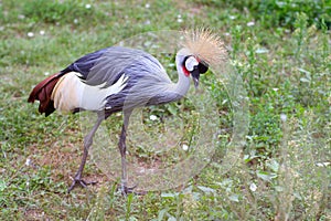 The black crowned crane, also known as the black crested crane, is a bird in the crane family Gruidae. Like all cranes