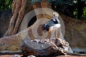 The black crowned crane Balearica pavonina