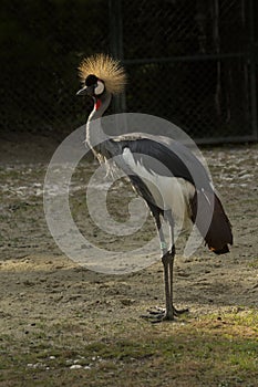 The black crowned crane Balearica pavonina.