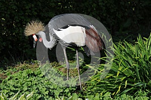 Black crowned crane , balearica pavonina