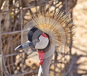 Black Crowned Crane (Balearica Pavonina)