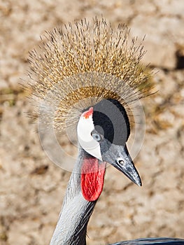 Black Crowned Crane (Balearica Pavonina)