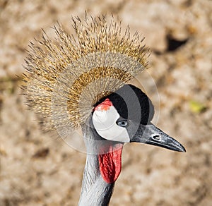 Black Crowned Crane (Balearica Pavonina)