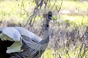 The black crowned crane (Balearica pavonina)