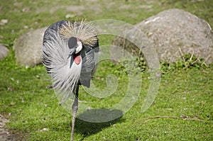 Black Crowned Crane, Balearica pavonina