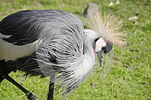 Black Crowned Crane, Balearica pavonina