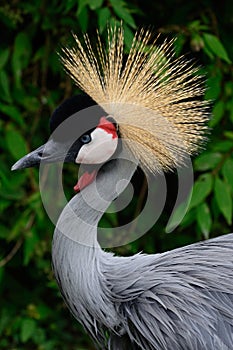 Black Crowned Crane (Balearica Pavonina)