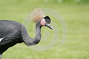 Black Crowned Crane (Balearica pavonina)