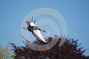 Black Crowned Crane (Balearica pavonina)