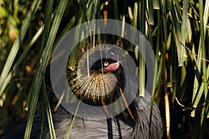 Black crowned crane or Balearica pavonina in green grass in zoo inclosure