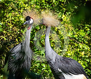 Black Crowned Crane, Balearica pavonina in a park