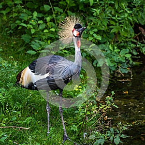 Black Crowned Crane, Balearica pavonina in a park