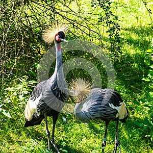 Black Crowned Crane, Balearica pavonina in a park