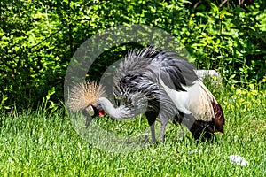 Black Crowned Crane, Balearica pavonina in a park