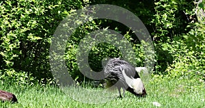 Black Crowned Crane, Balearica pavonina in a park