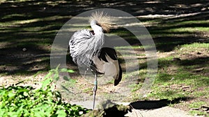 Black Crowned Crane, Balearica pavonina in a park