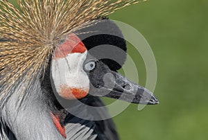 Black crowned crane (Balearica pavonina photo