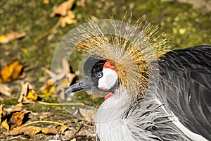 Black Crowned Crane, Balearica pavonina in the zoo
