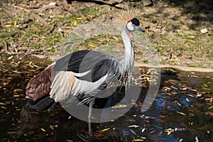 Black Crowned Crane, Balearica pavonina in the zoo