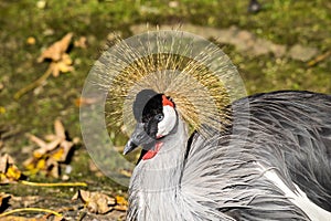 Black Crowned Crane, Balearica pavonina in the zoo