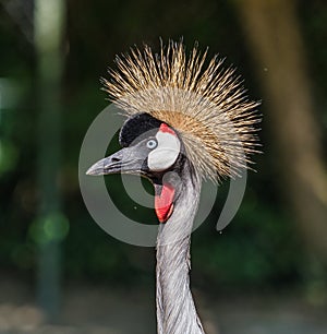 Black Crowned Crane, Balearica pavonina in the zoo