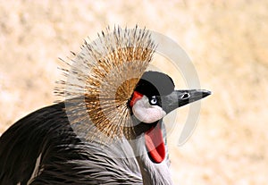 Black Crowned crane bird