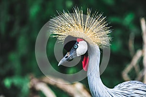 Black Crowned-crane bird - Balearica pavonina