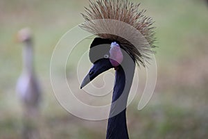 Black Crowned Crane Bird With Blur Background