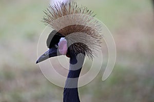 Black Crowned Crane Bird With Blur Background