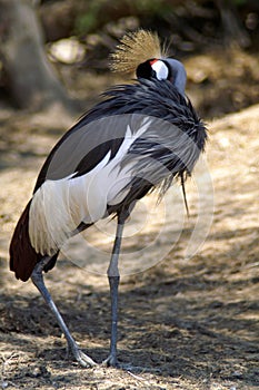 The black crowned crane is a bird in the crane family.