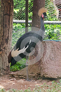 Black Crowned Crane is a bird in the crane family.