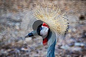 Black crowned crane bird up and about