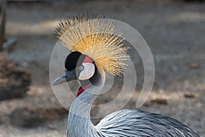 Black crowned crane in budapest zoo , Hungary