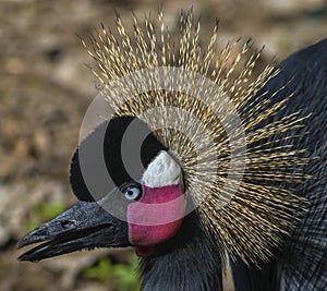 Black Crowned Crane closeup