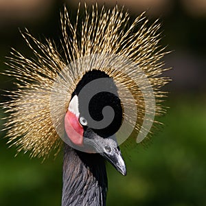 Black Crowned Crane closeup