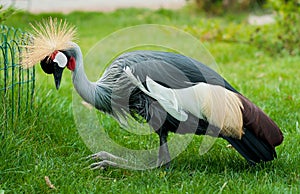 Black crowned crane on the green grass