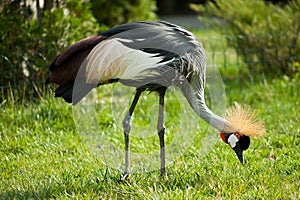 Black crowned crane on the green grass