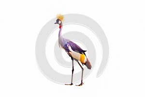 Black Crowned Crane isolated