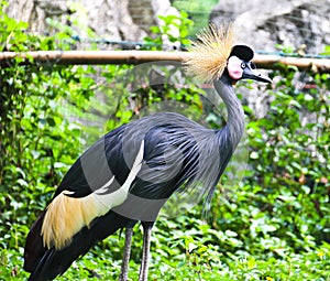 Black Crowned Crane or Kaffir Crane Bird