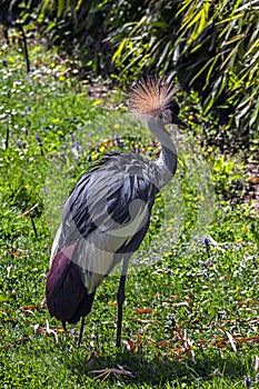 Black crowned crane on the lawn 2