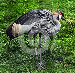 Black crowned crane on the lawn 3