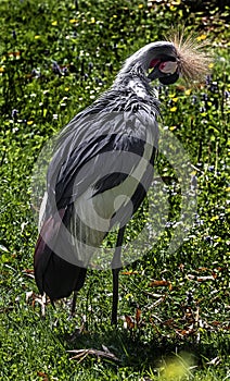 Black crowned crane on the lawn 4