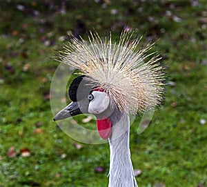 Black crowned crane`s head 1