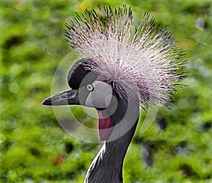 Black crowned crane`s head 4