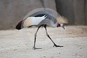Black crowned crane (Balearica pavonina). photo