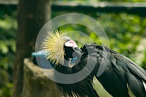 Black Crowned Crane in zoo.