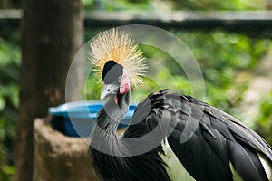 Black Crowned Crane in zoo.