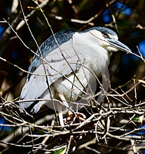 Black-Crowned Heron