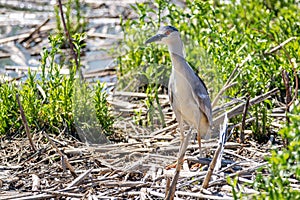 Black Crowned Night Heron