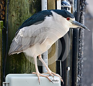 A Black-crowned Night Heron